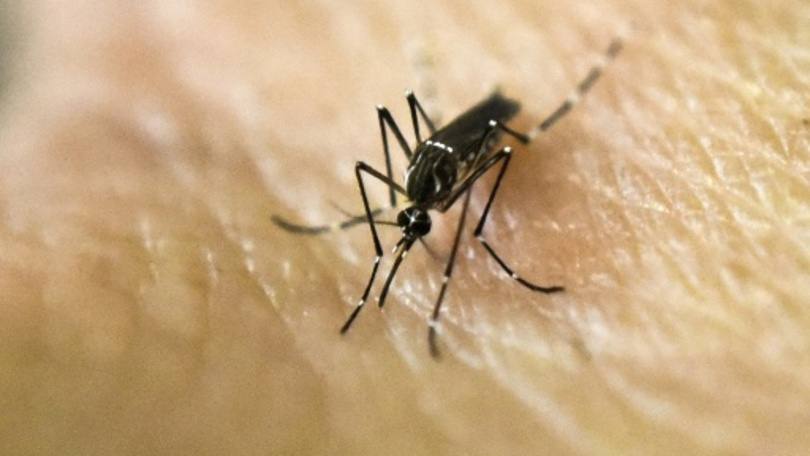 Aedes aegypti: A região mais afetada é a Catalunha, com 81 casos, seguida de Madri, com 56