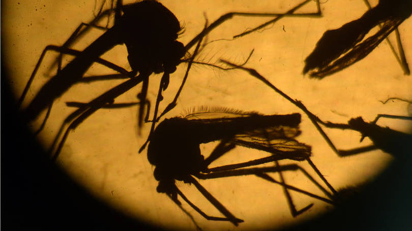 Mosquito Aedes aegypti: mosquito geneticamente modificado pela empresa biotecnológica britânica Oxitec "não terá um impacto significativo no meio ambiente", diz entidade
