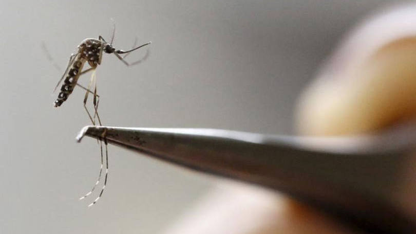 Mosquito transmissor de Zika: primeiro caso em Cingapura é de homem que viajou ao Brasil