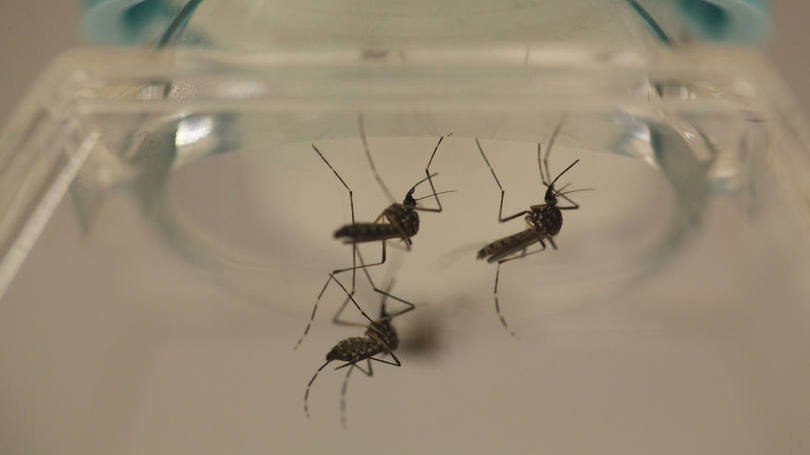 Aedes aegypti, mosquito transmissor do zika: vírus foi detectado no Brasil em 2015 e desde então se espalhou pelo continente americano
