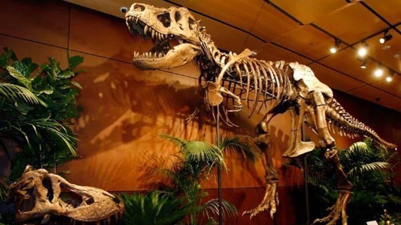 Dinossauros: este herbívoro, que deve ter medido entre seis e oito metros de altura e pesado entre uma e duas toneladas, foi batizado de 'Machairoceratops cronusi'
