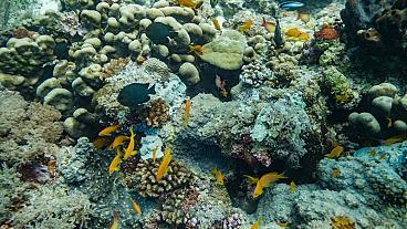 O inevitável fim dos recifes de coral