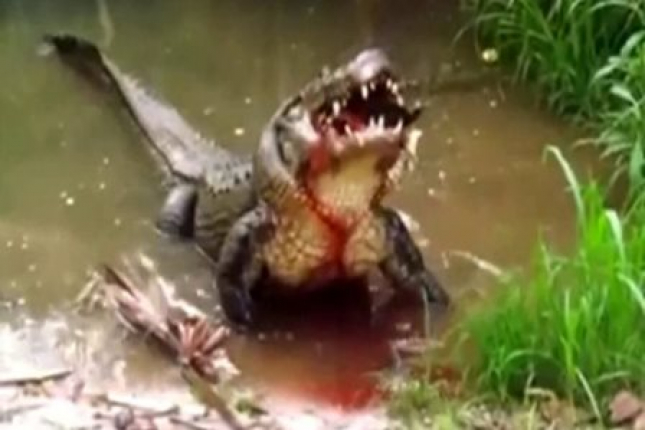Homem perde braço na luta com crocodilo