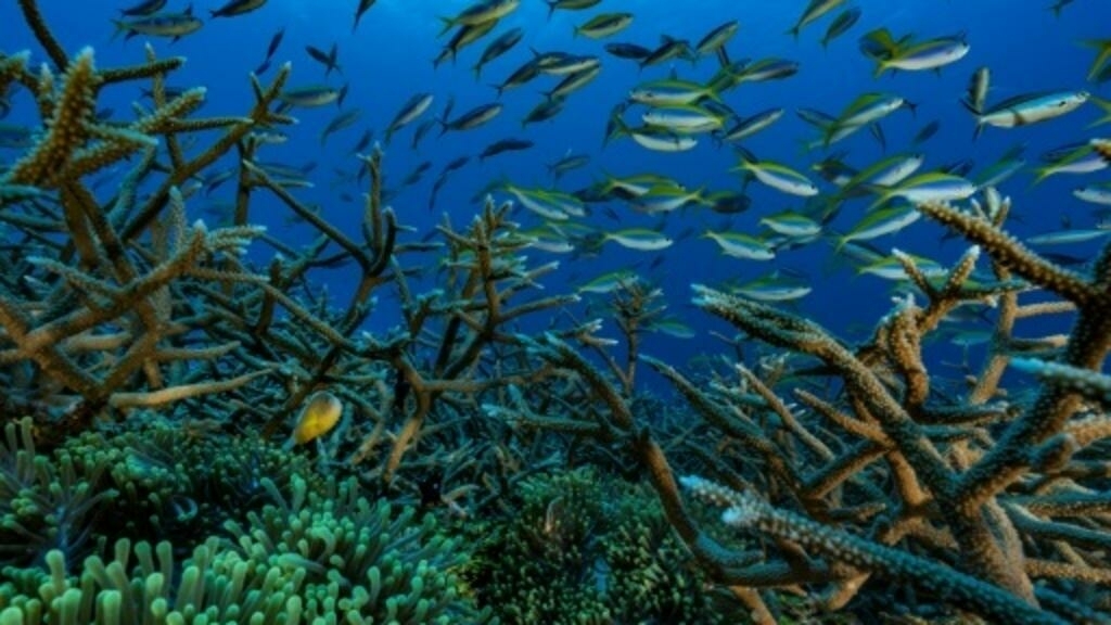 Cimeira dos Oceanos: ambientalistas querem tratado destinado a proteger o alto mar