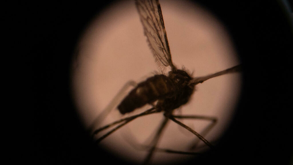 Autoridades são-tomenses lutam contra o paludismo