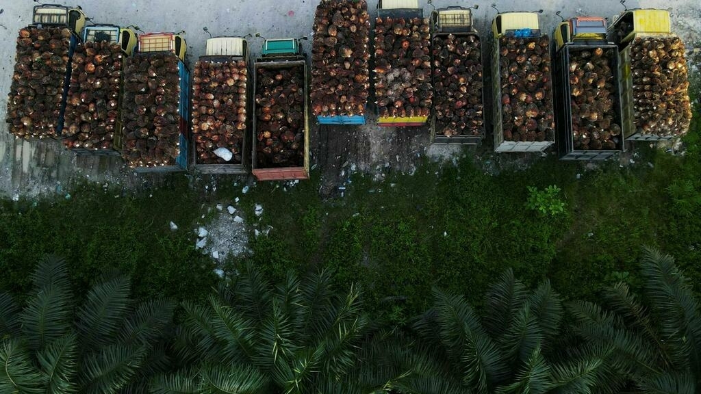 Indonésia suspende exportação de óleo de Palma