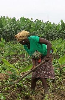 Angola quer agricultura a crescer 5,9% em 2018 e seguro agrícola garantido