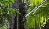 Após 20 anos de recuperação, a biomassa média nessas florestas em regeneração foi calculada como equivalente a uma taxa de absorção de carbono 11 vezes maior do que as florestas antigas da Amazônia,