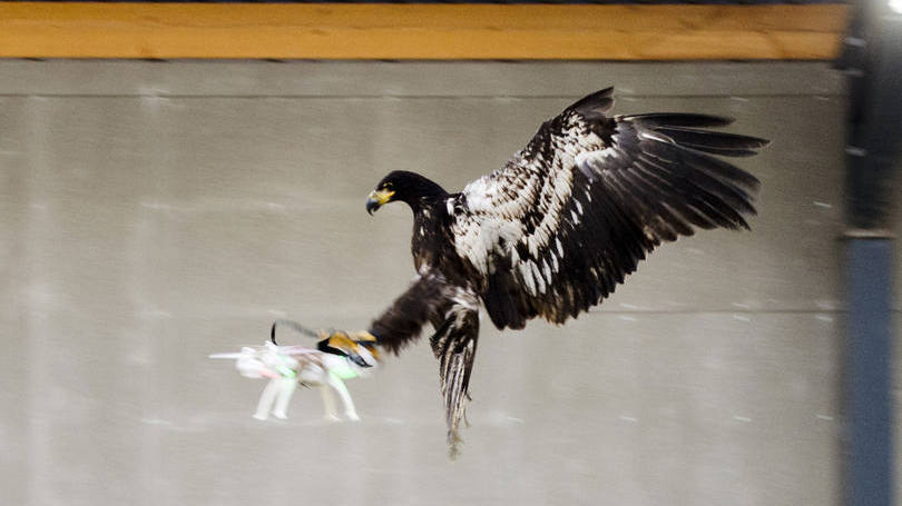 Águia treinada: "Como é de se esperar em qualquer organização que está se transformando, interessam todas as ideias novas e inovadoras"