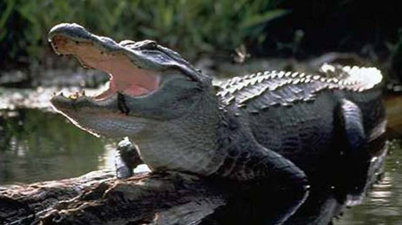 Jacaré: animal da espécie foi lançado para dentro de um restaurante Wendy's