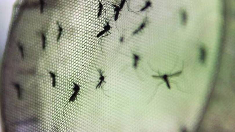 Zika nas viagens: a agência de classificação de risco afirmou que o surto da doença deve prejudicar mais as viagens de lazer do que as de negócios