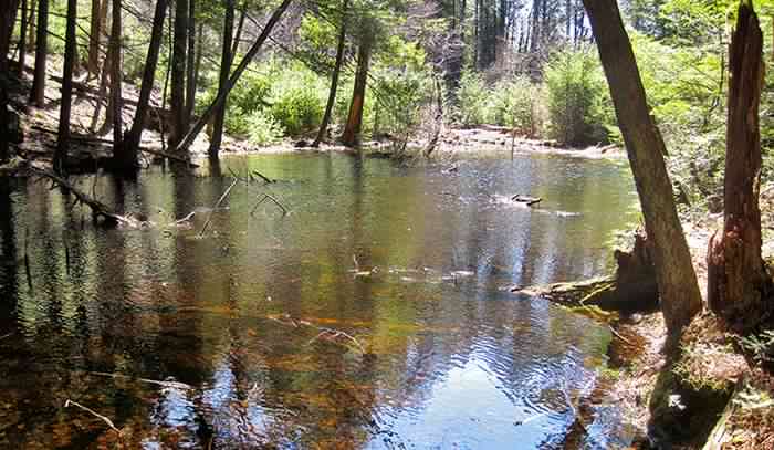 Um novo estudo mostra o papel pequenas lagoas jogar na ciclagem de carbono.