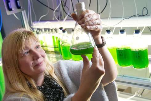 instalações-piloto de base biológica de sucesso em Lelystad plenamente operacionais para as empresas