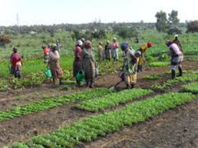 PROSUL INVESTE CERCA DE 25 MILHÕES DE METICAIS PARA IMPULSIONAR PRODUÇÃO DE HORTÍCOLAS