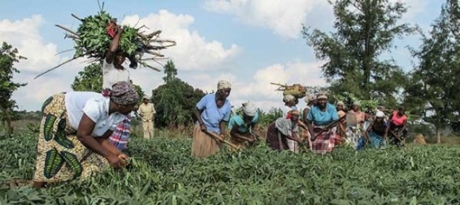 GOVERNO APROVA FINANCIAMENTO PARA O PROJECTO "SUSTENTA"