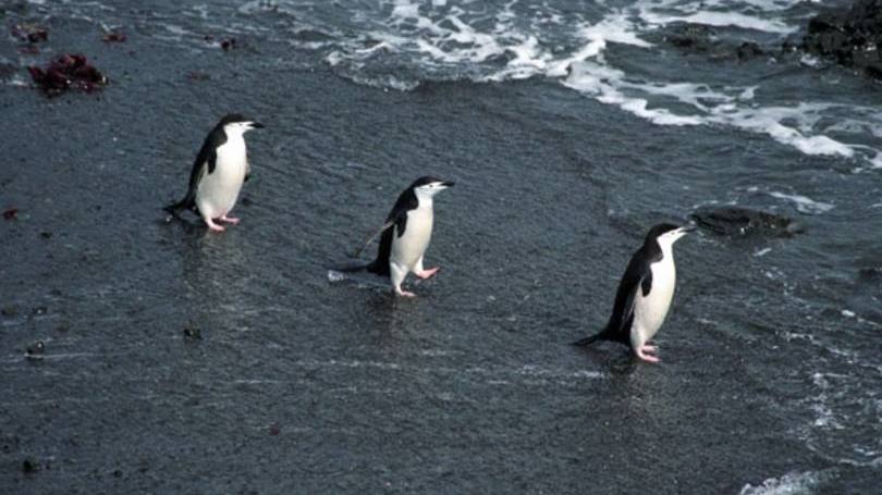 Pinguins: iceberg os obrigou a prolongar o seu percurso em 60 km para conseguir chegar ao lugar onde encontram comida