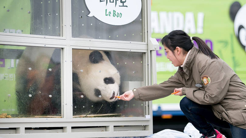 Pandas: em 2014, Xi anunciou que Pequim presentearia Seul com um novo casal de panda