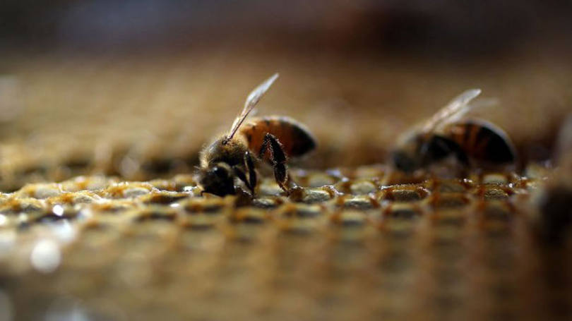 Polinizadores: "Há uma série de razões que explicam o declive, como a mudança do uso do solo, o uso de pesticidas e a mudança climática"