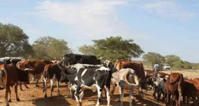 SECA NA PROVÍNCIA DE MAPUTO: CRIADORES DE GADO TENCIONAM TRANSFERIR BOVINOS PARA ILHA JOSINA MACHEL