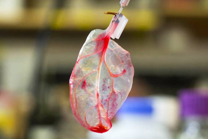 A descoberta inusitada pode ajudar outros pesquisadores a desenvolverem órgãos humanos artificiais