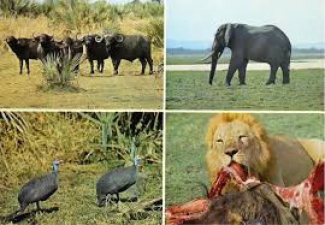 Falando em Gorongosa o Ministro da Terra, Ambiente e Desenvolvimento Rural