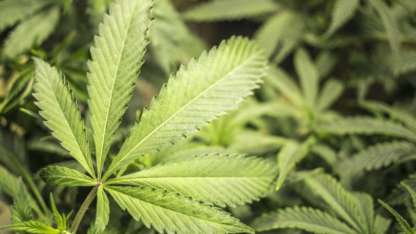 Maconha: cidade na Argentina quer ser a primeira a cultivar a droga para uso medicinal