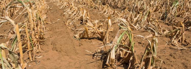 Peritos do sector agrícola de Sofala avaliam no distrito do Dondo a situação da insegurança alimentar,