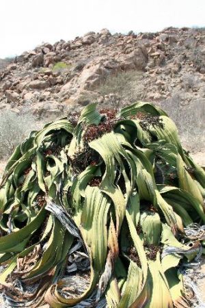  Deserto mais antigo do mundo está em Angola mas espera pelos turistas