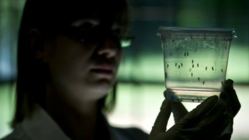 Zika: “Devemos estar prontos. Tudo o que estudamos sobre este vírus parece ser mais preocupante do que o que pensávamos inicialmente"