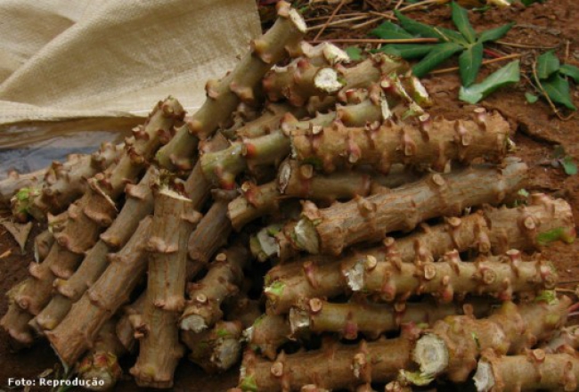 CABO DELGADO: MASSIFICAÇÃO DA PRODUÇÃO DE BATATA-DOCE