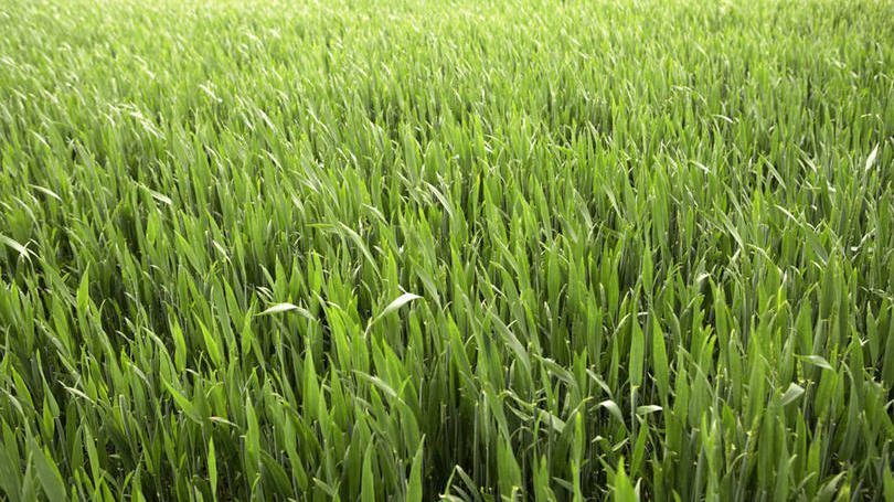 Plantação: elas transformam o N2 da atmosfera em nitrogênio reativo, permitindo que ele seja utilizado pelos vegetais