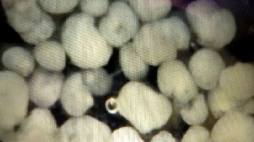 Minicérebros: O funcionamento das células fica mais semelhante ao que ocorre no cérebro em desenvolvimento