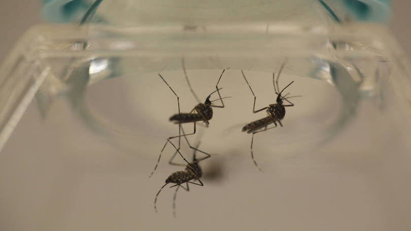 Zika: a exposição aos fluidos corporais de uma pessoa infectada pode contribuir para o contágio
