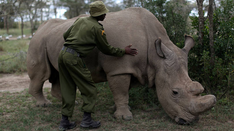 Quênia  Um agente florestal acaricia um rinoceronte branco no santuário OI pejeta, que fica nos arredores da cidade de Nanyuki. Nos próximos dias, líderes mundiais irão discutir medidas de prevenção à extinção dessa espécie, que hoje conta com apenas 3 animais. 