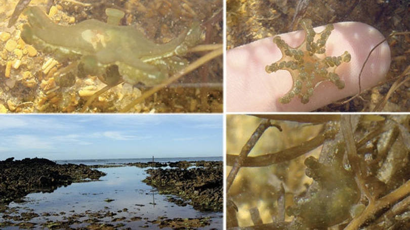 Animais marinhos pouco conhecidos podem ter sido atingidos pela lama da Samarco: um desses organismos é a extremamente rara água-viva Kishinouyea corbini Larson