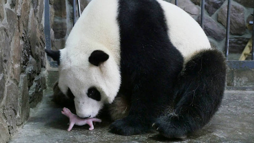 China  Aibang, uma panda gigante, brinca com seu filhote recém-nascido em um centro localizado em Chegndu e que é dedicado aos cuidados e procriação desta espécie que está em extinção. 