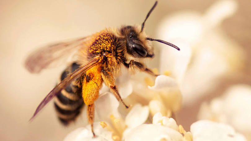 Abelha: os testes foram realizados em parceria com o Ministério da Agricultura do Canadá