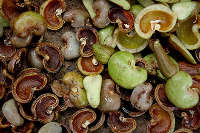 NAMPULA VAI PRODUZIR ENERGIA A PARTIR DA CASCA DE CASTANHA DE CAJU