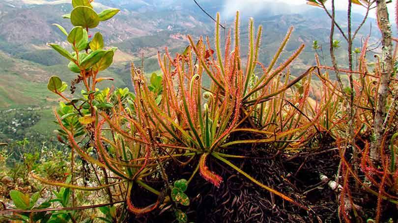 Carnívora e magnífica