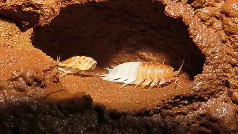 Tatuzinho" da caverna