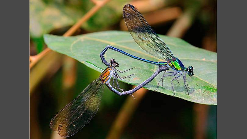 Libélula "roqueira"
