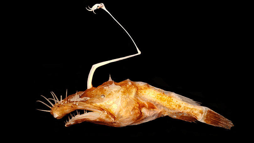 Peixe "monstrinho" do Golfo do México