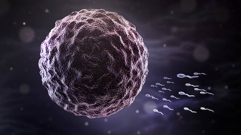 Reprodução humana: as crianças do tratamento irão herdar os genes de um pai e de duas mães