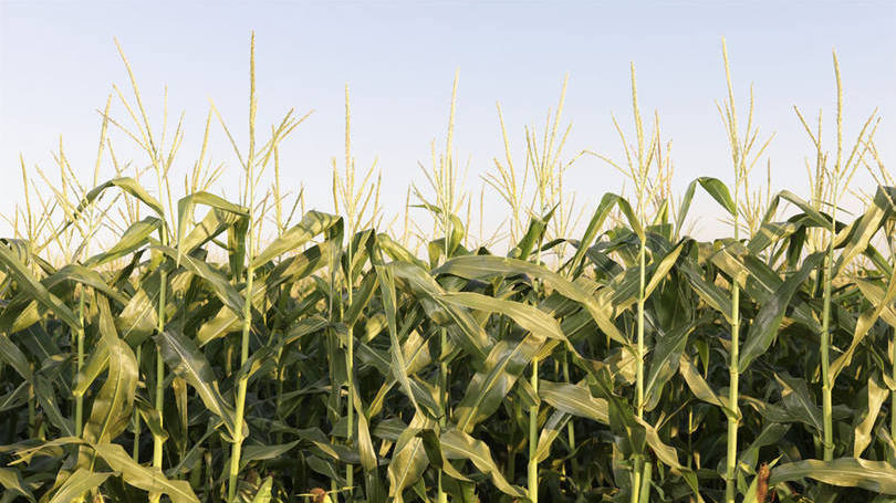 Plantação de milho: ele estimou que os custos mínimos de produção estão ao menos 50% mais altos