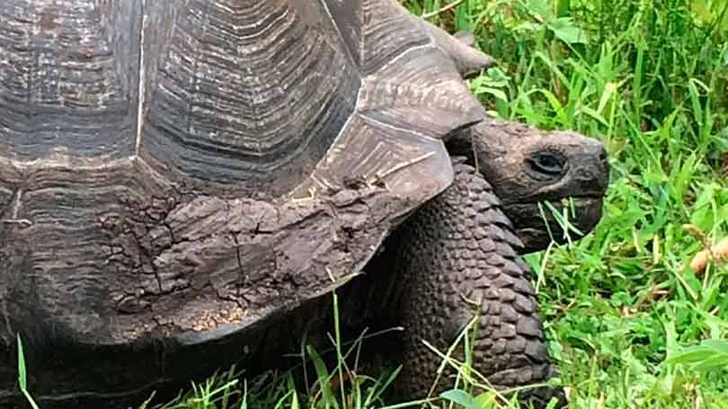 Tartaruga gigante de Galápagos