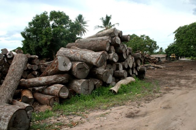 MAIS DE SEIS MIL METROS CÚBICOS DE MADEIRA APRENDIDOS EM SOFALA