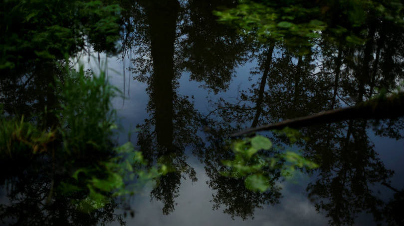 Polônia  Rio reflete as árvores na floresta de Bialowieza, que fica no Parque Nacional de Bialowieza, na fronteira entre a Polônia e a Bielorrússia, e que é a única floresta primária da Europa. 