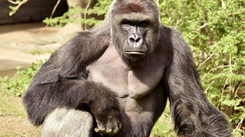 Estados Unidos  O mundo se emocionou nessa semana com a morte do gorila Harambe no zoologico da cidade de Cincinnati, nos Estados Unidos. Ele foi abatido depois que uma criança de 4 anos caiu na área de isolamento onde o animal estava. Os funcionários do zoológico optaram pelo uso de força letal ao avaliarem que o menino corria perigo.