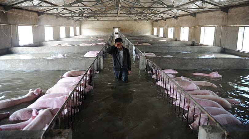 Um agricultor leva a mão ao rosto em uma fábrica de criação de porcos, totalmente inundada, antes de partir para uma área segura. Os animais, porém, não podem ser liberados devido a uma medida de proteção e prevenção de epidemia ambiental, na província de Anhui, China, em foto de 04 de julho
