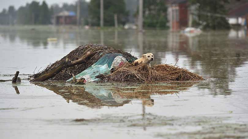 Um cão é visto isolado sobre entulhos em uma rua inundada em Shucheng, província de Anhui, em 3 de julho.